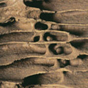 Termite Nest Poster