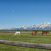 Teton Horses Poster