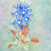 Texas Bluebonnet And Indian Paintbrush Poster