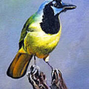 Texas Green Jay Poster