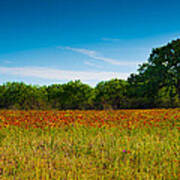 Texas Hill Country Meadow Poster