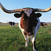 Texas Longhorn Cattle Poster