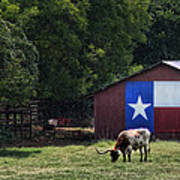 Texas Longhorn Grazing Poster