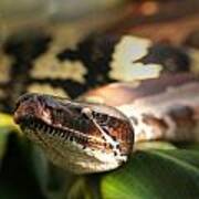 Texas Rat Snake Poster