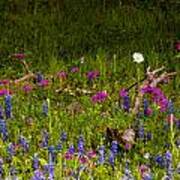 Texas Roadside Wildflowers 742 Poster