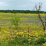 Texas Wildflowers And Mesquite Tree Poster