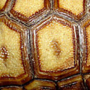 Texture Tortoise Shell Poster