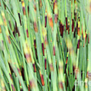 Thatching Grass Abstract Poster