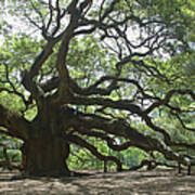 The Angel Oak Poster