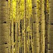 The Aspen Tree Forest Poster