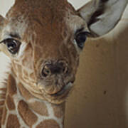 The Baby Giraffe Poster