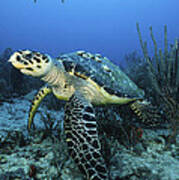 The Beauty Hawksbill Poster