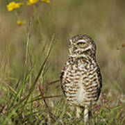 The Burrowing Owl Poster