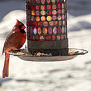 The Cardinal Poster