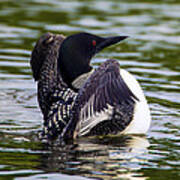 The Common Loon Poster
