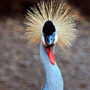 The Crowned Crane Poster
