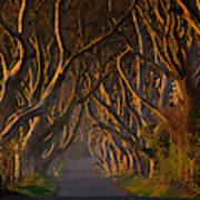 The Dark Hedges In The Morning Sunshine Poster
