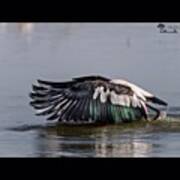 The First Flap

#paintedstork #wader Poster