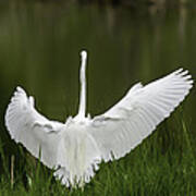 The Great Egret 2 Poster