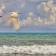The Great Egret And The Ocean Poster