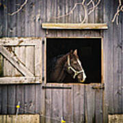 The Horse Poster