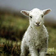 The Lamb Poster