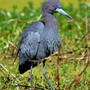 The Little Blue Heron Poster