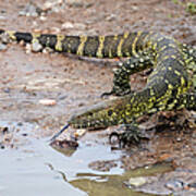 The Nile Monitor Lizard Showing The Poster