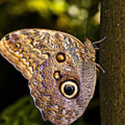 The Owl Butterfly On Tree Poster