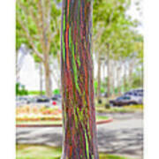 The Rainbow Eucalyptus Tree Poster