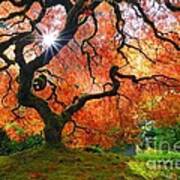 Laceleaf Maple In Autumn With Sunstar At Portland Japanese Garden Poster