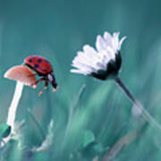 The Story Of The Lady Bug That Tries To Convice The Mushroom To Have A Date With The Beautiful Daisy Poster