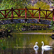 The Swans At Caughlin Ranch Poster