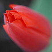 The Tip Of The Tulip Poster