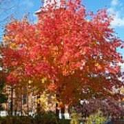 The Tree By The Church - Photograph Poster