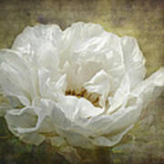 The White Peony Poster