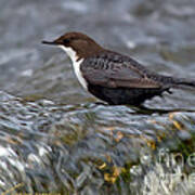 The White-throated Dipper Poster