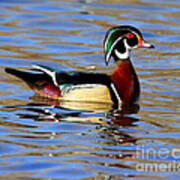 The Wood Duck Poster