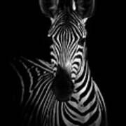 The Zebra Poster