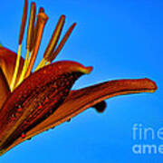 Thirsty Lily In Hdr Art Poster