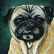 This Is My Happy Face - Pug Dog Painting Poster by Michelle Wrighton