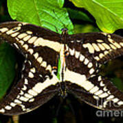 Thoas Swallowtail Butterflies Mating Poster