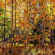 Thomas Creek Fall Color Poster