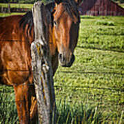 Thompson Park Ranch Horse Poster
