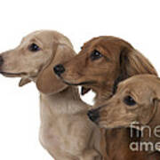 Three Dachshunds Poster