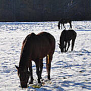 Three Horses In The Snow Poster