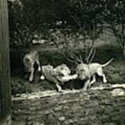 Three Lions At The Bronx Zoo In New York Poster