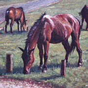 Three New Forest Horses On Grass Poster