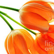 Three Orange Tulip Flowers 3 Poster