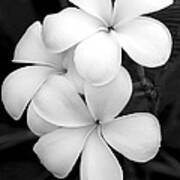 Three Plumeria Flowers In Black And White Poster